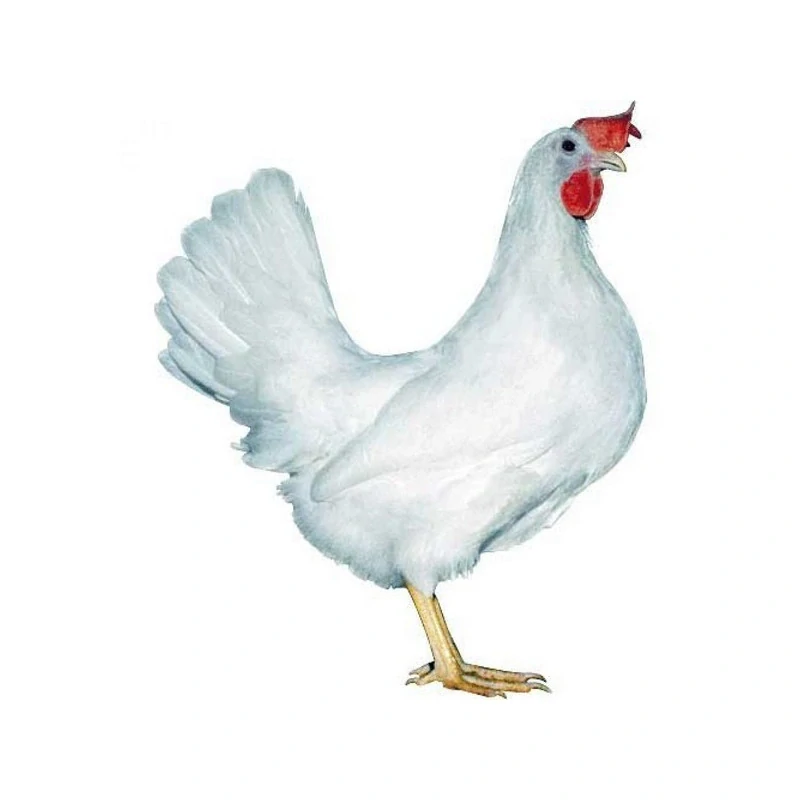 Kuřice Leghorn 18 týdnů