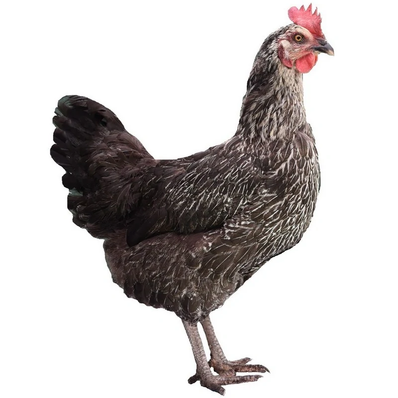 Kuřicee stříbrnokrká 22 týdnů