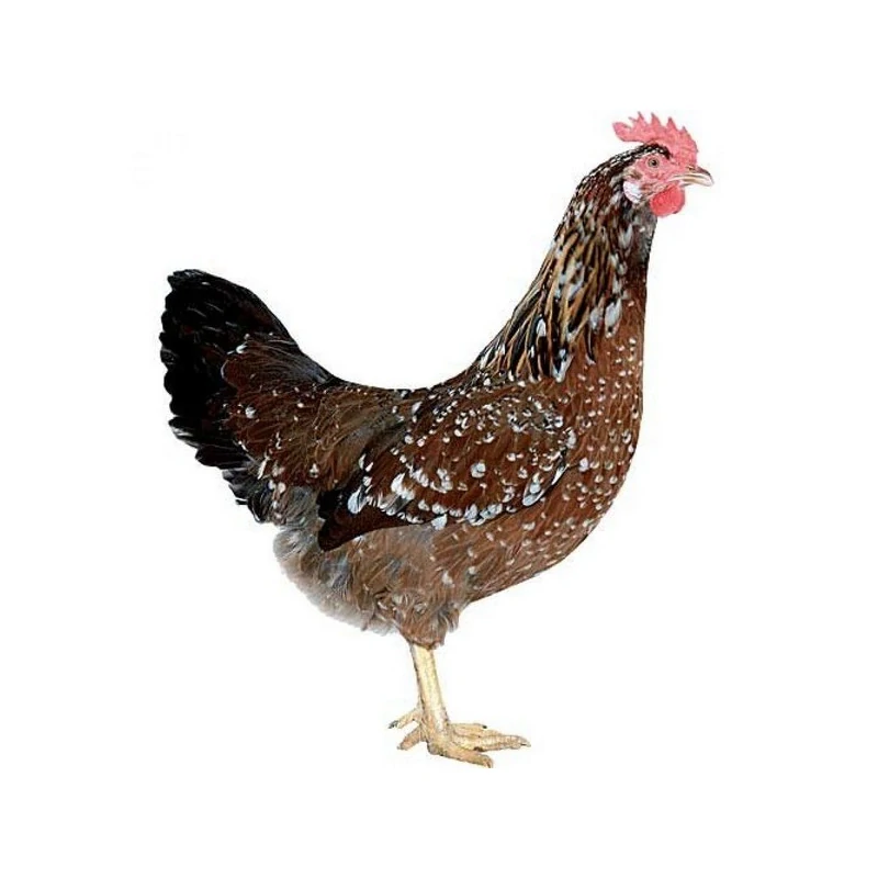 Kuřice Trikolora 23 týdnů
