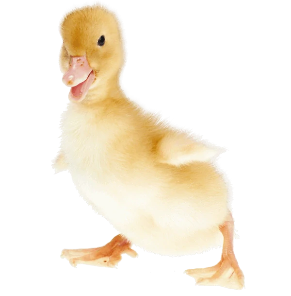 Kachna Pekinská 10 dnů