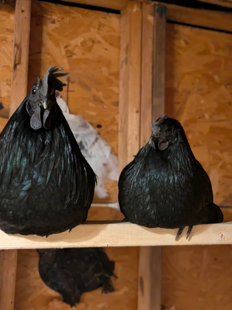 Ayam Cemani