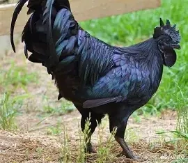 Kohout Ayam Cemani
