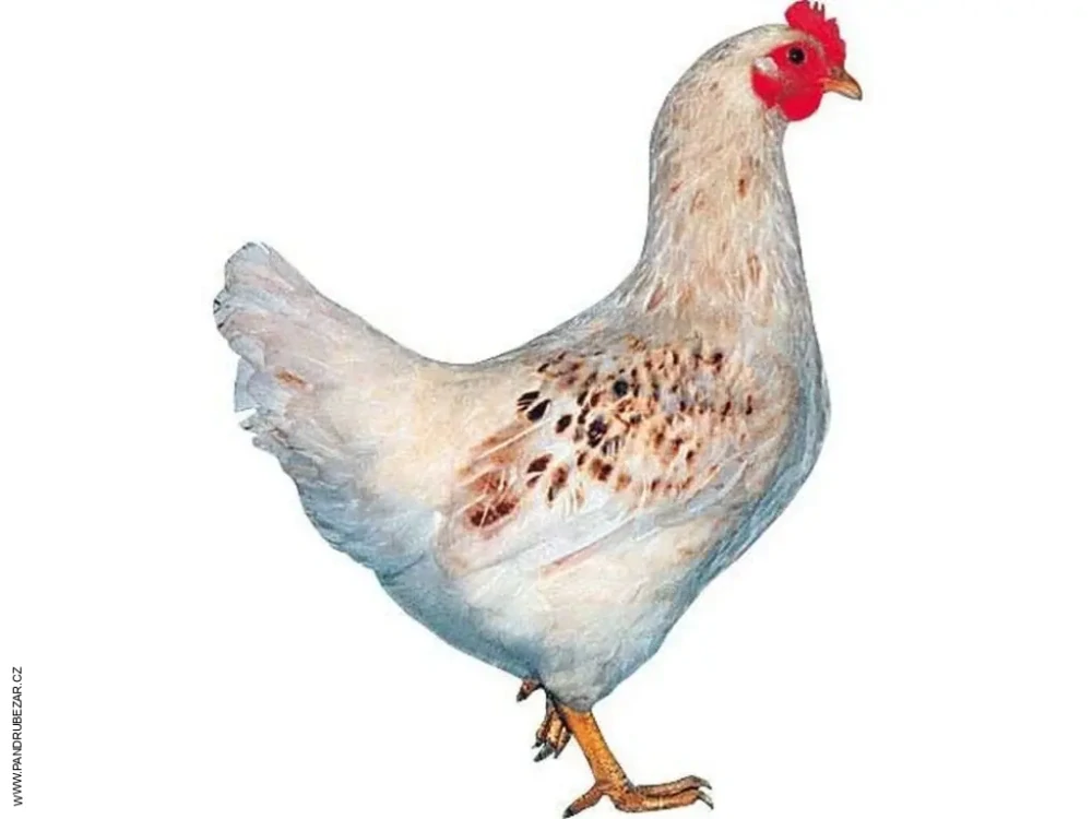 Kuřice Sussex 23 týdnů