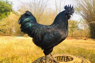 Kohout Ayam Cemani