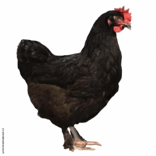 Kuřice Darkshell 23 týdnů