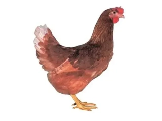 Kuřice Dominant Hnědý 22 týdnů 