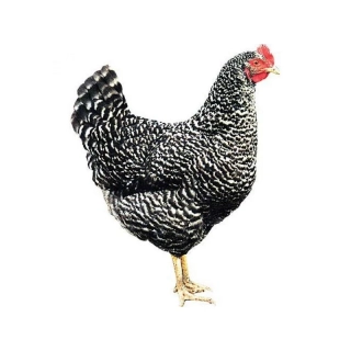 Kuřice Kropenatá 23 týdnů