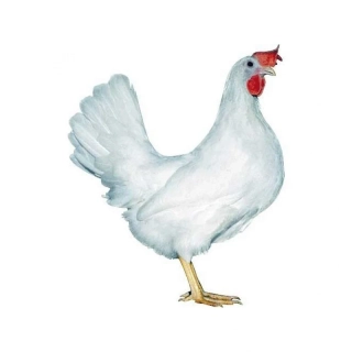 Kuřice Leghorn 18 týdnů