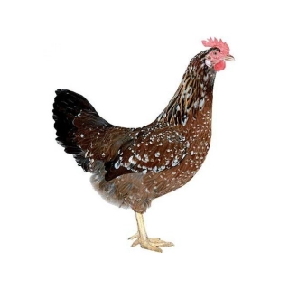 Kuřice Trikolora 23 týdnů 