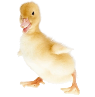 Kachna Pekinská 16 Dnů