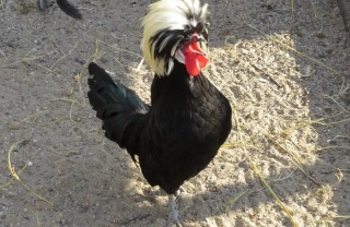 Holanďanka KOHOUT