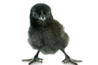 Ayam Cemani Kuřata 