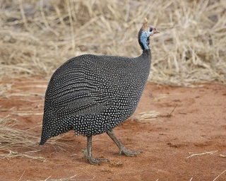 Perlička